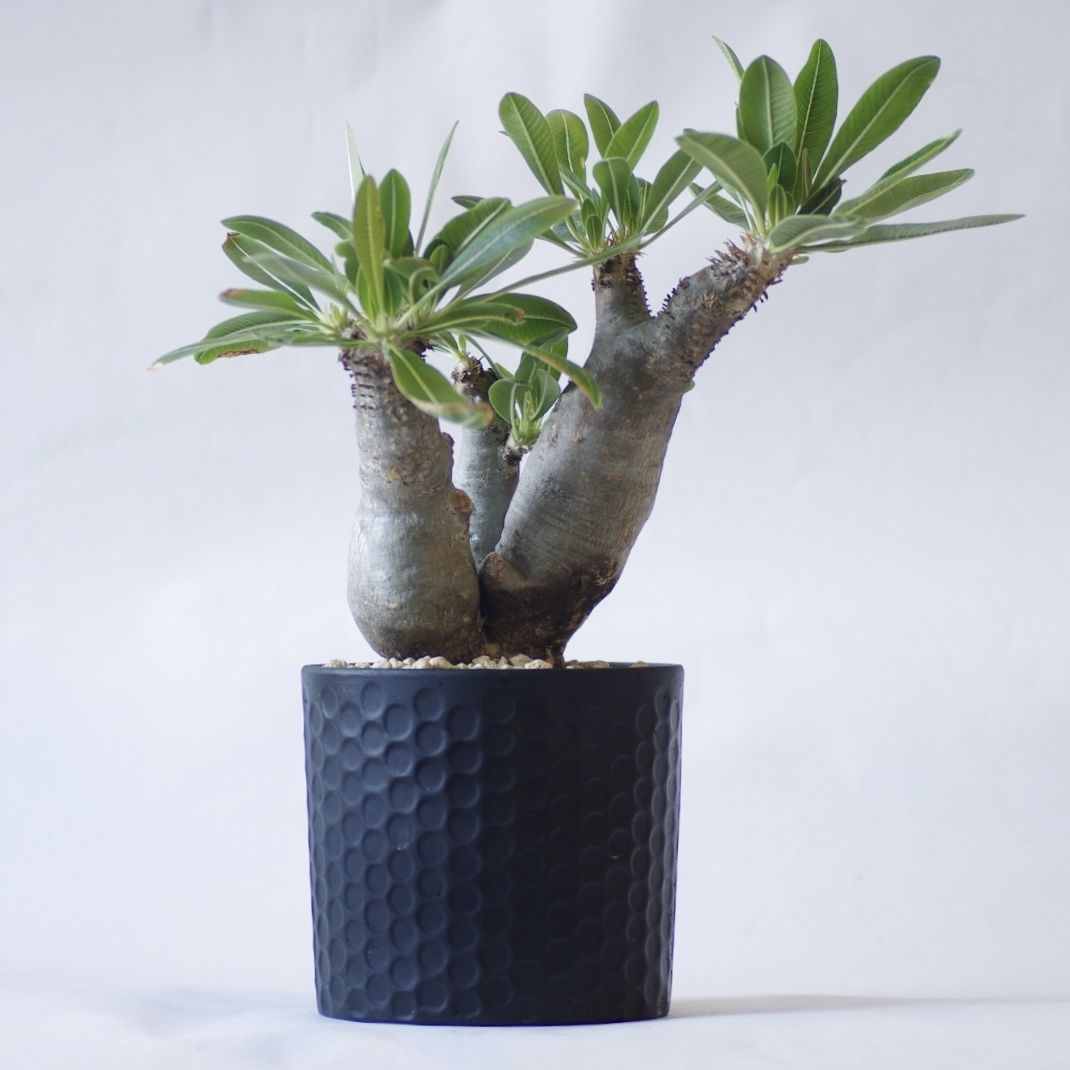 パキポディウム エニグマティクム Pachypodium enigmaticum | inok