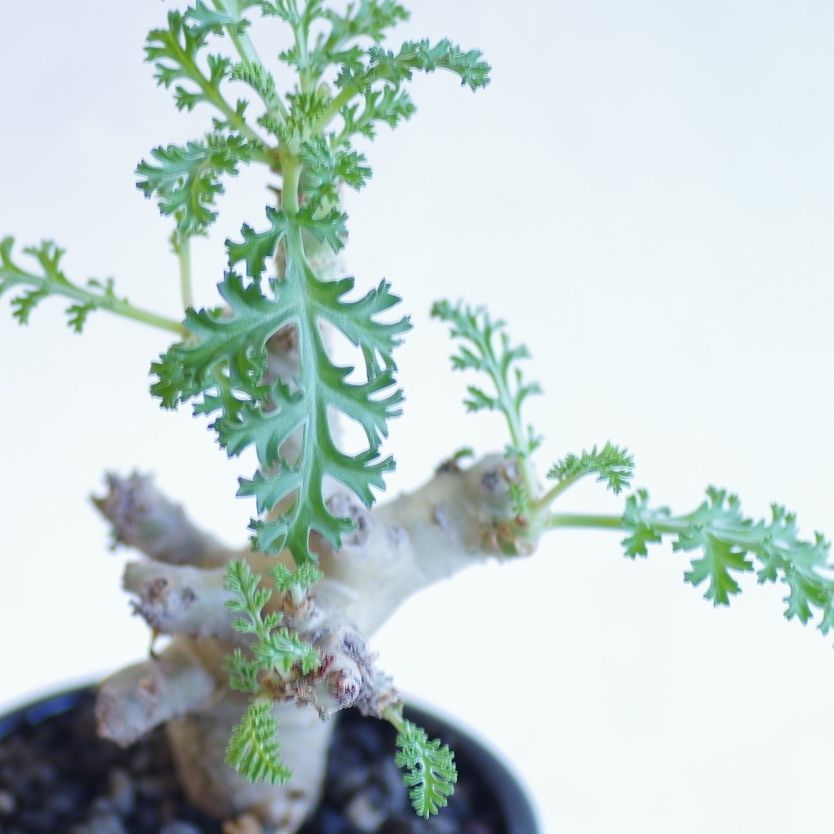 ペラルゴニウム カルノーサム 枯野葵 Pelargonium carnosum | inoka