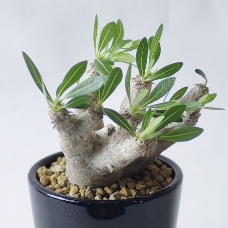 パキポディウム エニグマティクム Pachypodium enigmaticum パキポディウム エニグマティクム Pachypodium enigmaticum