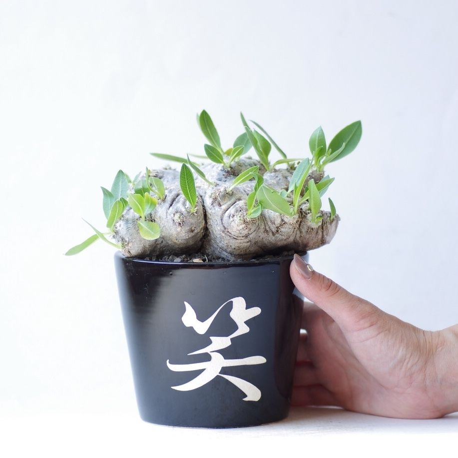 パキポディウム ブレビカウレ 恵比寿笑い Pachypodium brevicaule | i