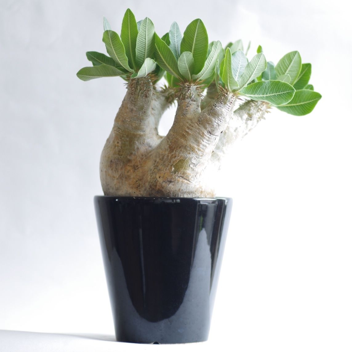 パキポディウム エブレネウム Pachypodium eburneum ② PE-2 パキポディウム エブレネウム – GOLDEN CAMPOS OKINAWA