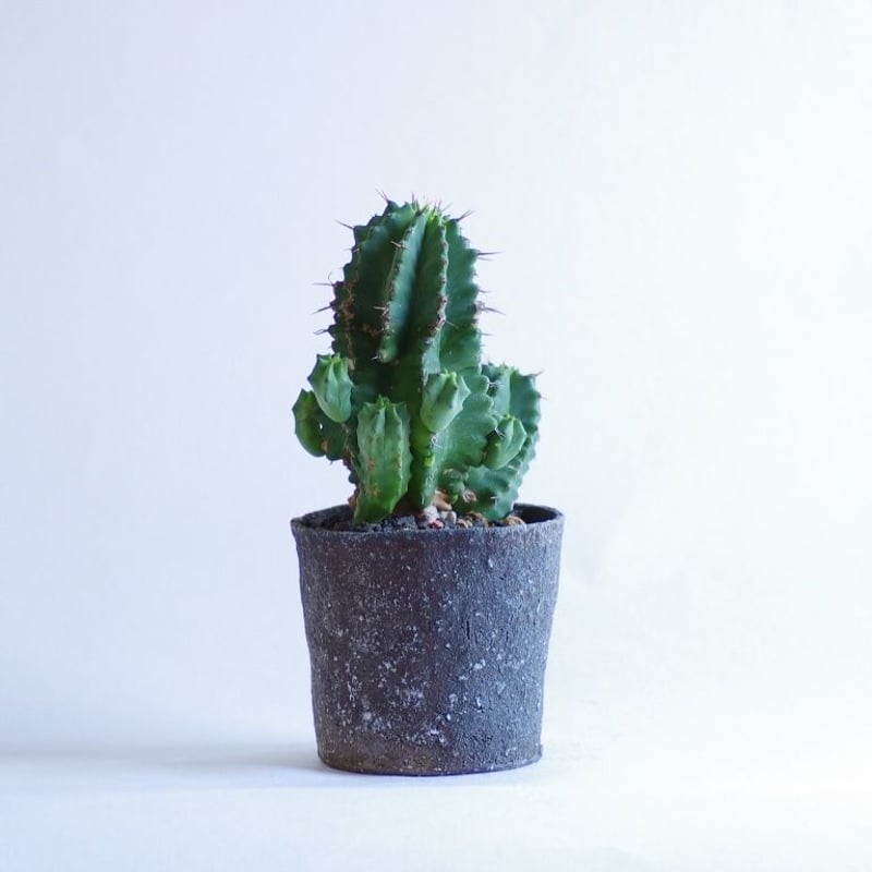 ユーフォルビアフルティコーサ Euphorbia fruticosa | inoka+kreha