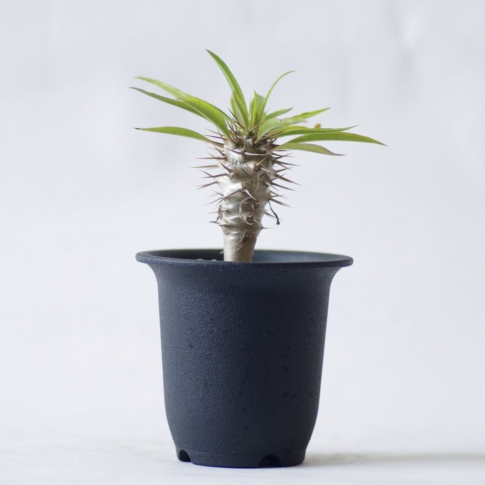 パキポディウム フィヘレネンセ Pachypodium lamerei var.fiheren