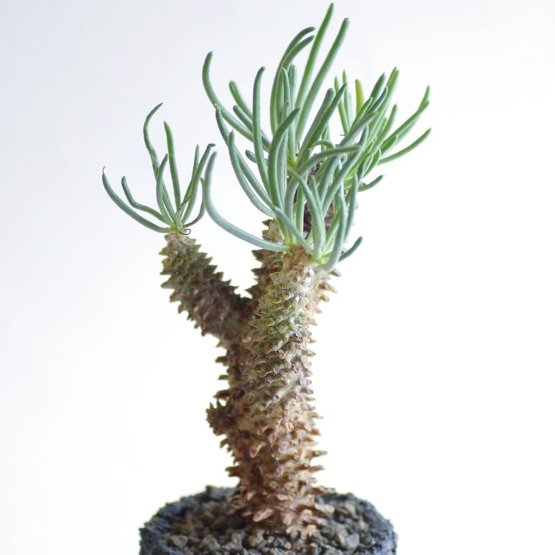 チレコドン※ワリチー チレコドン・ワリチー | 多肉植物・特別な鉢の販売 | トーキー