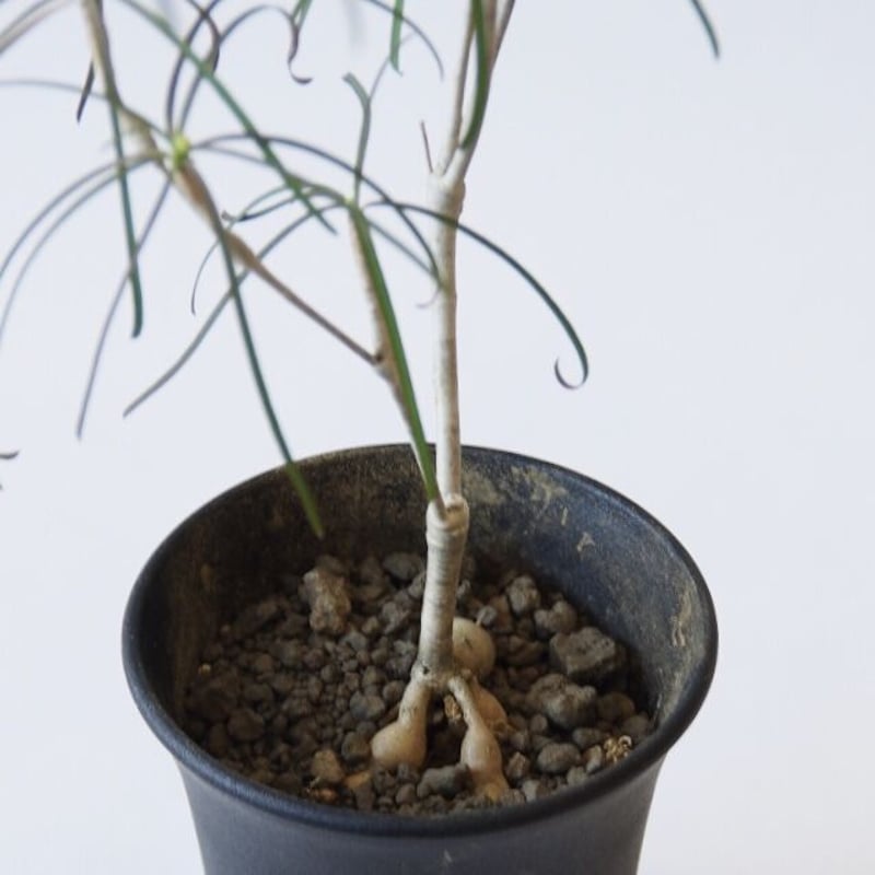 ユーフォルビアヘディオトイデス 楽天市場】おしゃれ 観葉植物：ユーフォルビア ヘディオトイデス