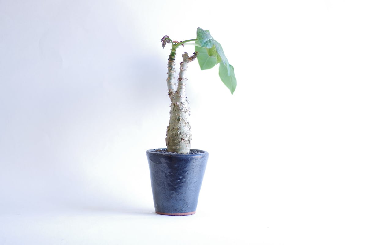 ヤトロファ ポダクリカ サンゴ油桐 jatropha podagrica | inoka+ ヤトロファ ポダクリカ サンゴ油桐 jatropha podagrica | inoka+