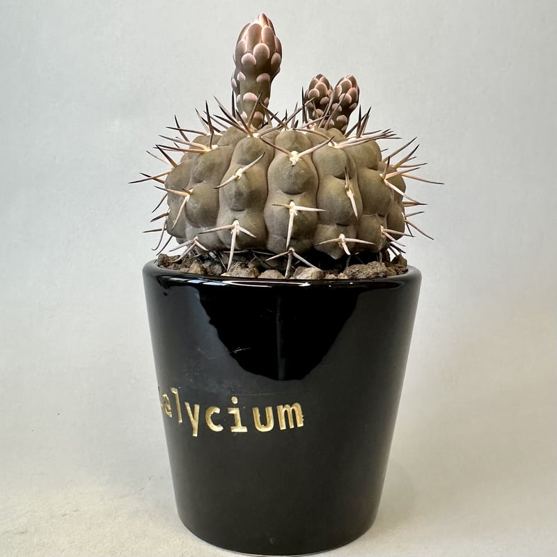 【SUMMERセール】ギムノカリキウム　武勲丸　バリスピナム　現地球カキコ　希少 SUMMERセール】ギムノカリキウム 武勲丸 バリスピナム 現地球カキコ