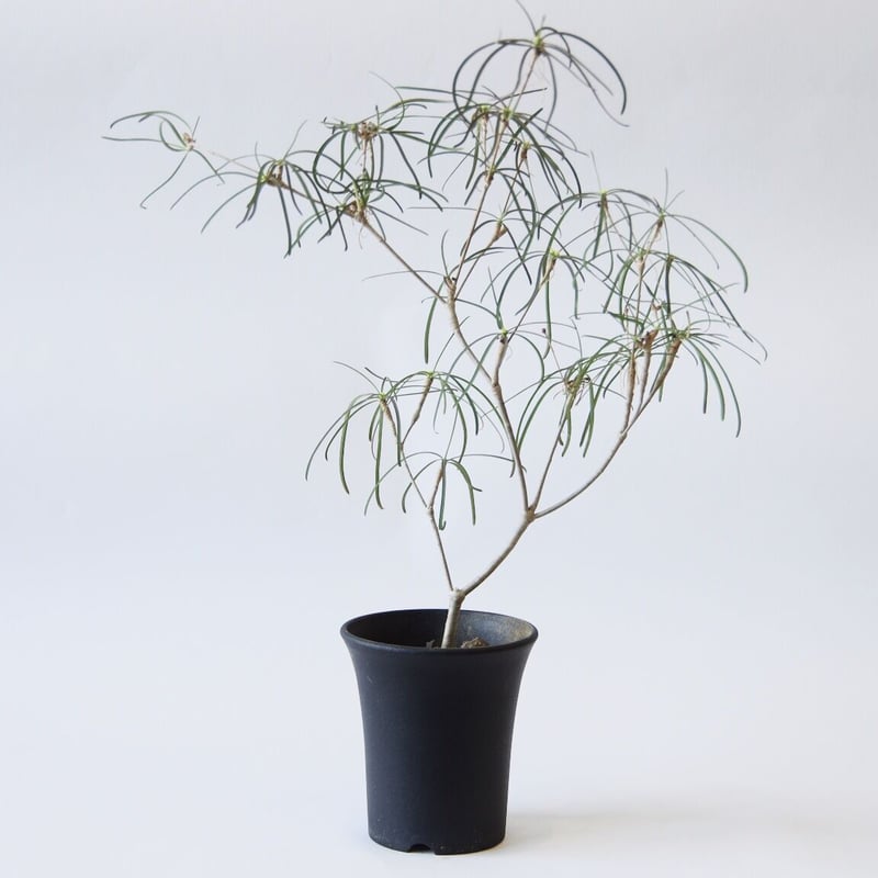 ユーフォルビア ヘディオトイデス Euphorbia hedyotoides | inoka+