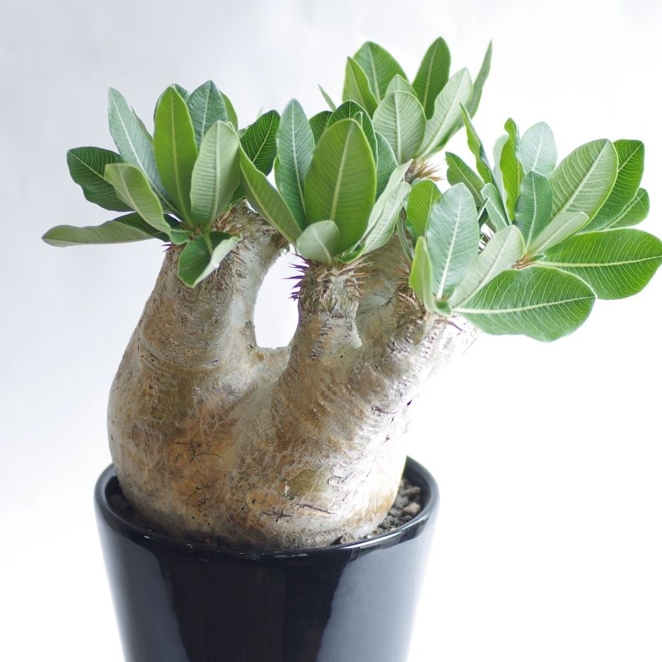 パキポディウム エブレネウム Pachypodium eburneum ⑤ パキポディウム エブレネウム 実生／Pachypodium eburneum no.5