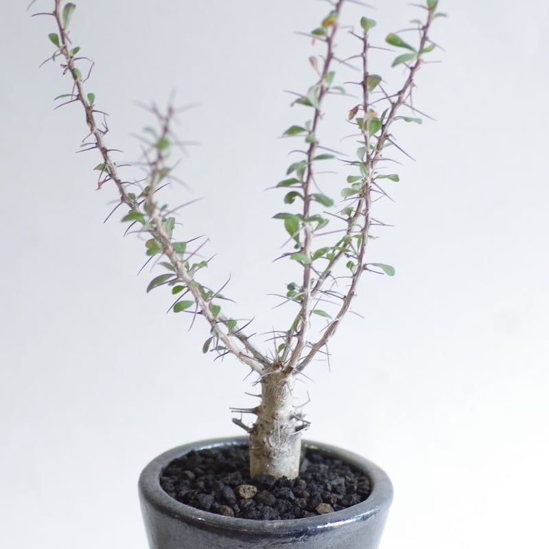 フォークイエリア スプレンデンス Fouquieria Splendens | inoka+k