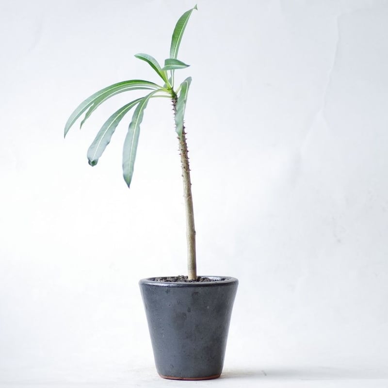 パキポディウム ルテンベルギアナム Pachypodium rutenbergianum |