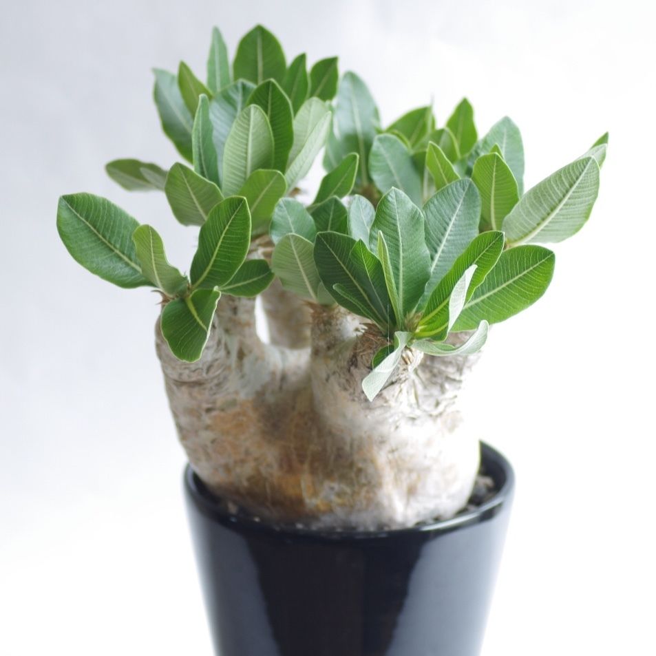 パキポディウム エブレネウム Pachypodium rosulatum var. eburn