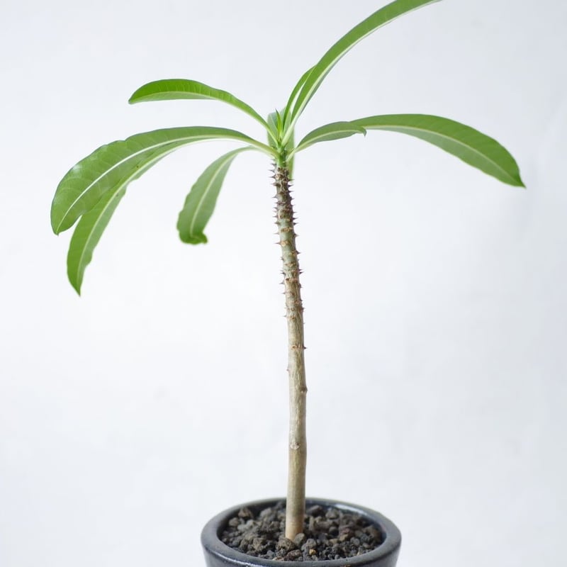 パキポディウム ルテンベルギアナム Pachypodium rutenbergianum |