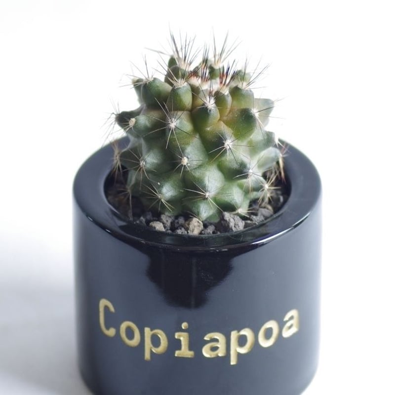コピアポア マリテマ Copiapoa maritima | inoka+kreha