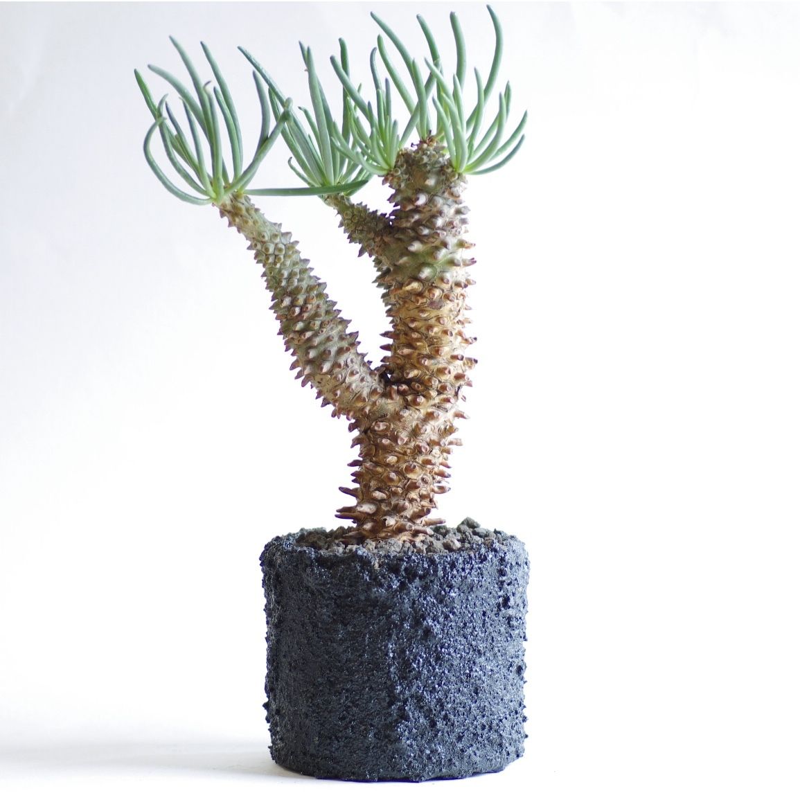 チレコドン ワリチー 奇峰錦 Tylecodon wallichii | inoka+kreha