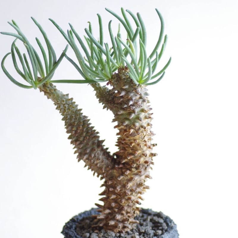 特大 現地株チレコドン ワリチー Tylecodon wallichii