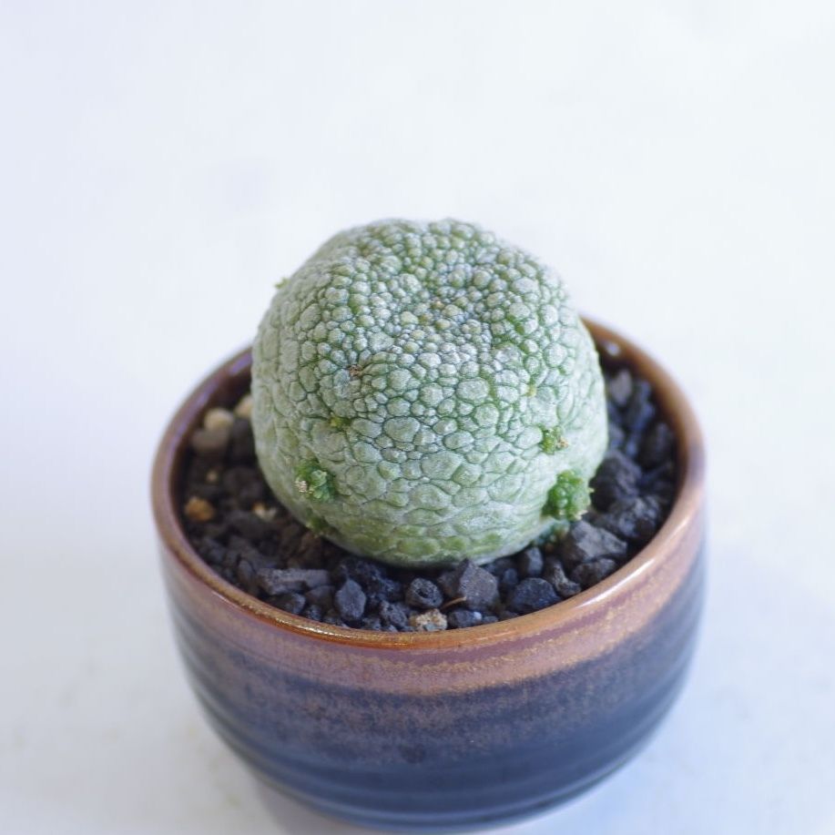 オベサ ・ プセウドリトス ミギウルティヌス プセウドリトス ミギウルティヌス / Pseudolithos migiurtinus