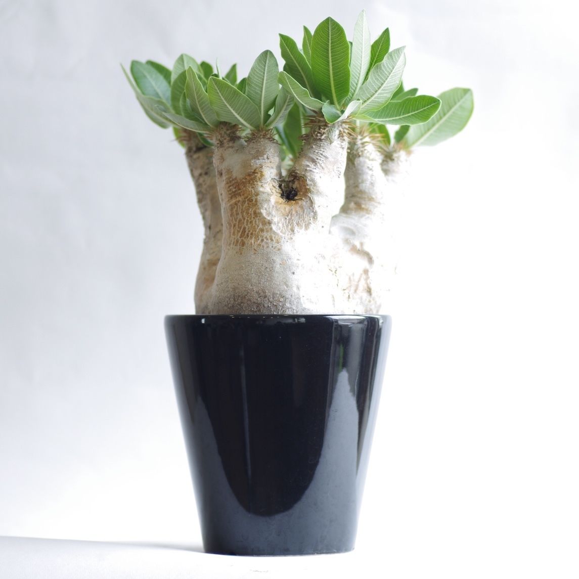 パキポディウム エブレネウム Pachypodium eburneum ⑤ パキポディウム エブレネウム Pachypodium eburneum | mana's fa