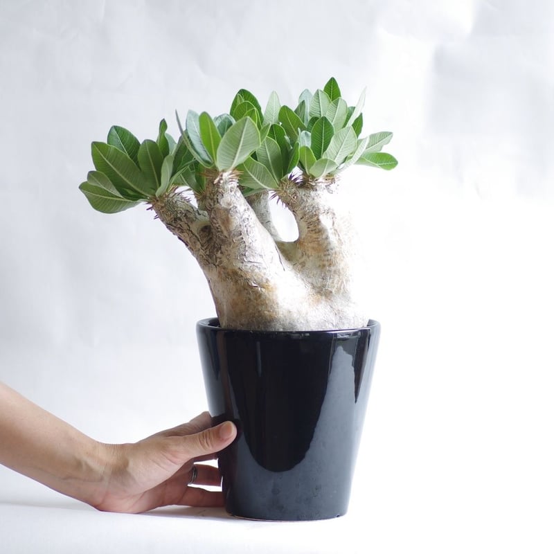 パキポディウム エブレネウム Pachypodium eburneum ② パキポディウム エブレネウム Pachypodium eburneum | mana's fa
