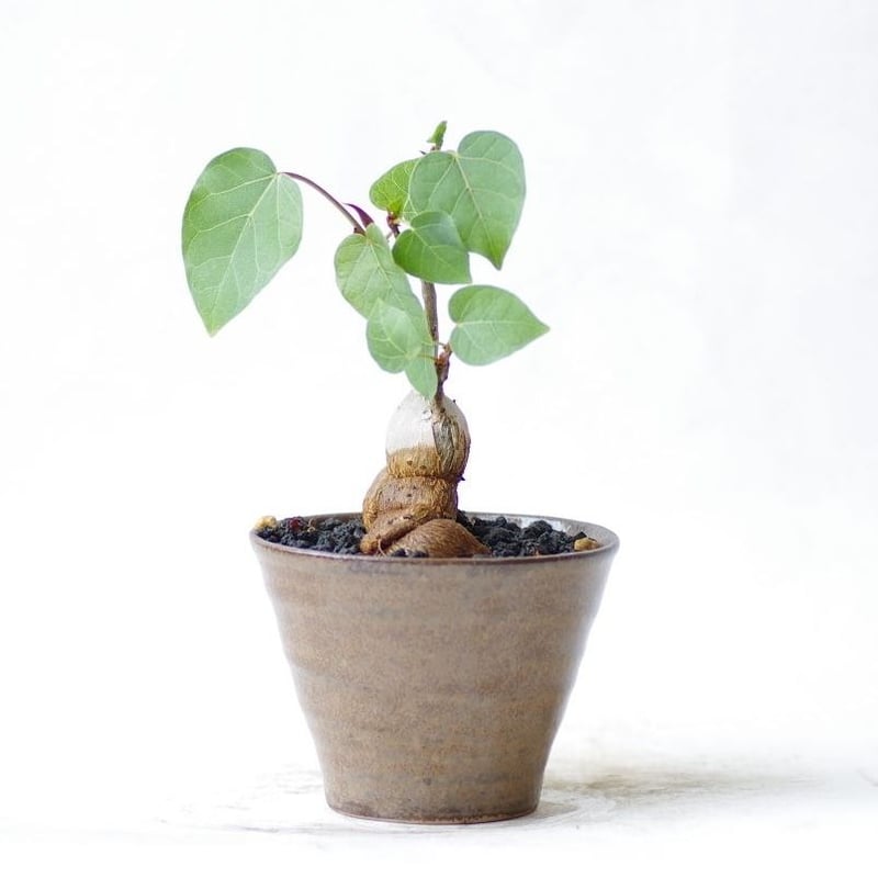 フィッカスアブチリフォリア Ficus abutilifolia | inoka+kreha