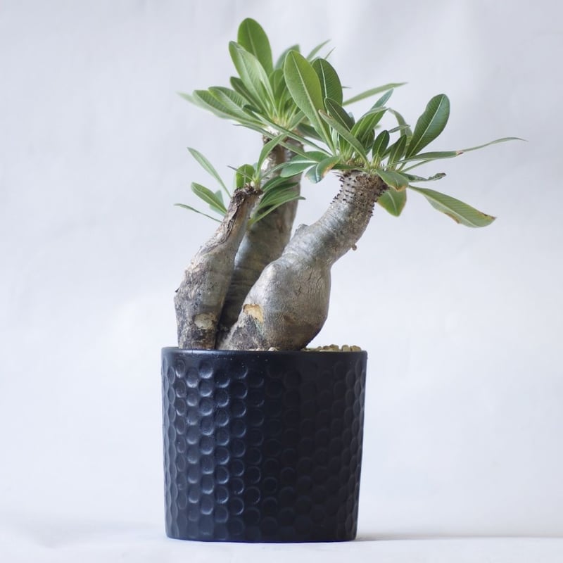 パキポディウム エニグマティクム Pachypodium enigmaticum