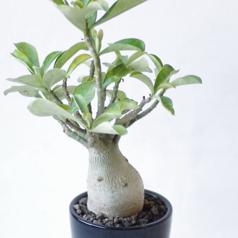 アデニウム オベスム Adenium obesum | inoka+kreha