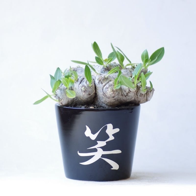 パキポディウム ブレビカウレ 恵比寿笑い Pachypodium brevicaule | i