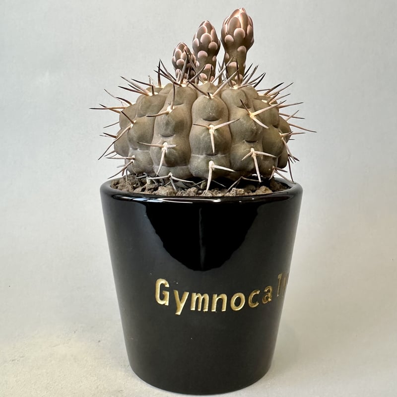 武勲丸 ギムノカリキウム バリスピナム Gymnocalycium balispinum |