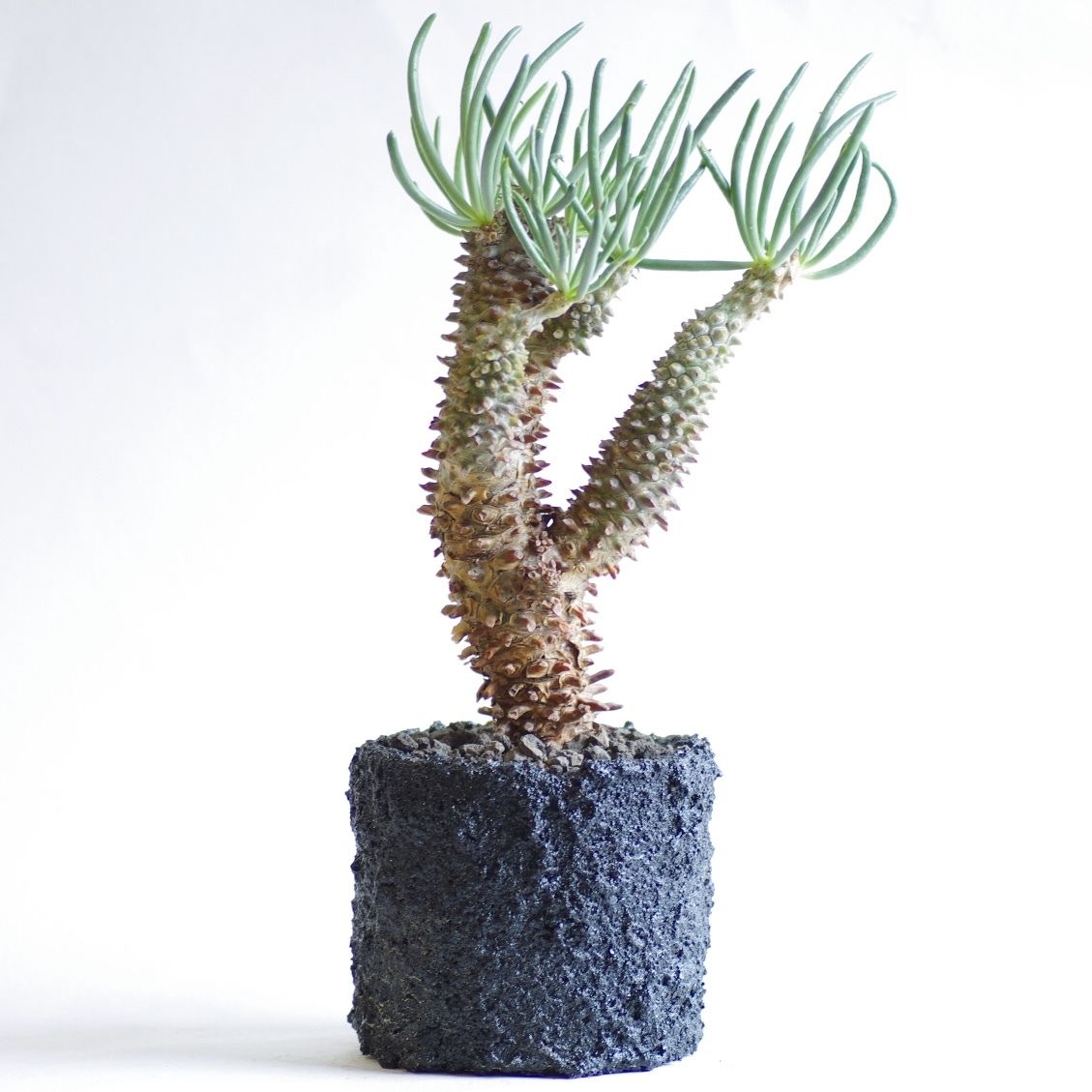 チレコドン ワリチー 奇峰錦 Tylecodon wallichii | inoka+kreha