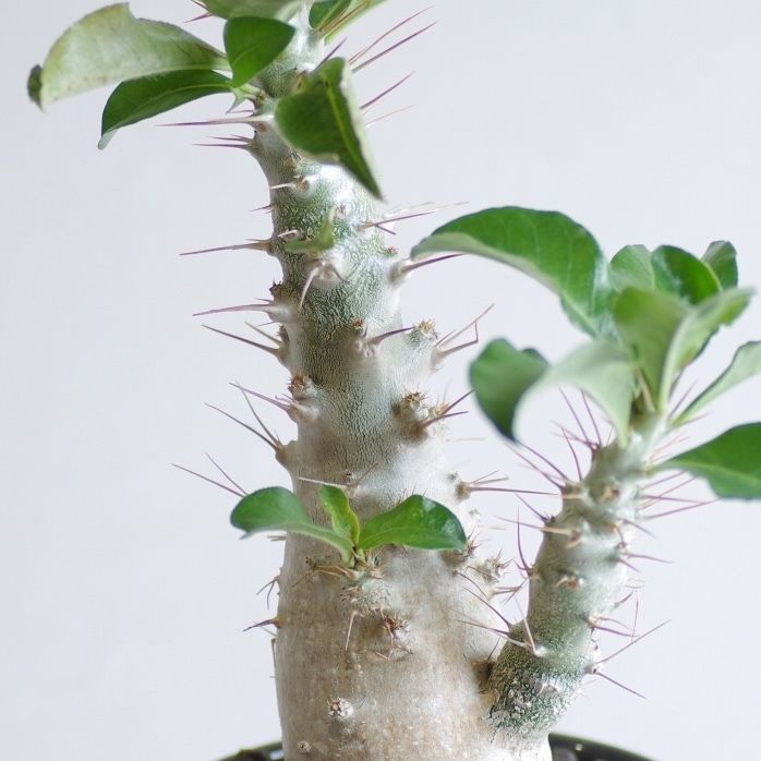 パキポディウム サウンデルシー 白馬城 Pachypodium saundersii | in