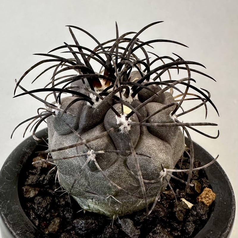 コピアポア グリセオビオラセア Copiapoa griseoviolacea | inoka