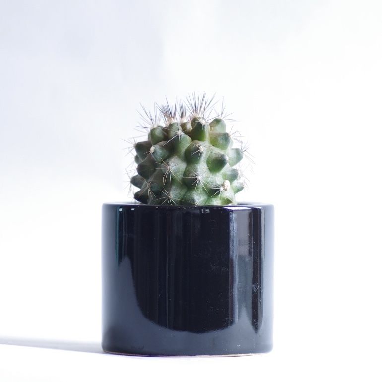 コピアポア マリチマ　Copiapoa maritima 群生株 コピアポア マリテマ Copiapoa maritima | inoka+kreha