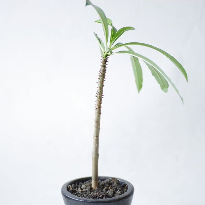 パキポディウム ルテンベルギアナム Pachypodium rutenbergianum |