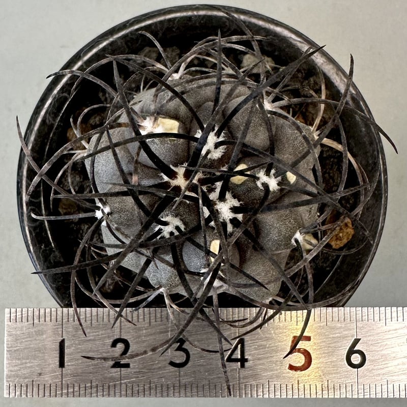 コピアポア グリセオビオラセア Copiapoa griseoviolacea | inoka