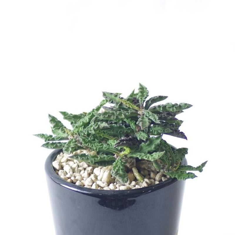 ユーフォルビア デカリーちび花キリン Euphorbia decaryi | inoka+kreha