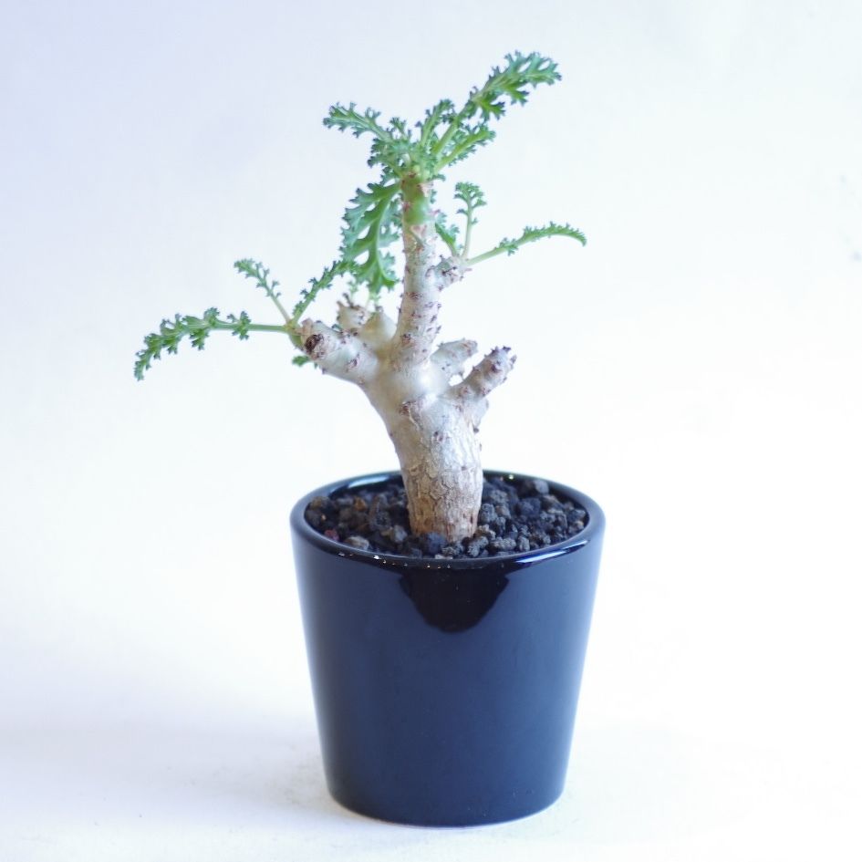 ペラルゴニウム カルノーサム 枯野葵 Pelargonium carnosum | inoka