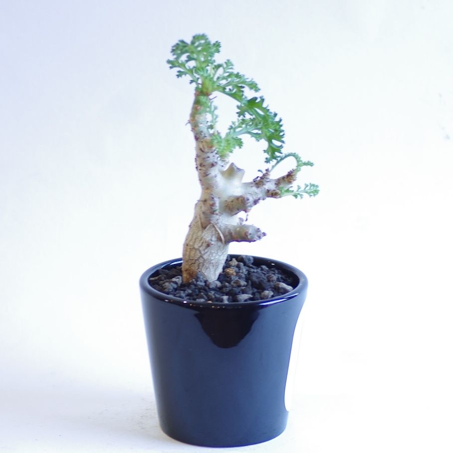 ペラルゴニウム カルノーサム 枯野葵 Pelargonium carnosum