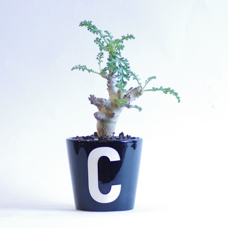 ペラルゴニウム　カルノーサム ペラルゴニウム カルノーサム 枯野葵 Pelargonium carnosum | inoka