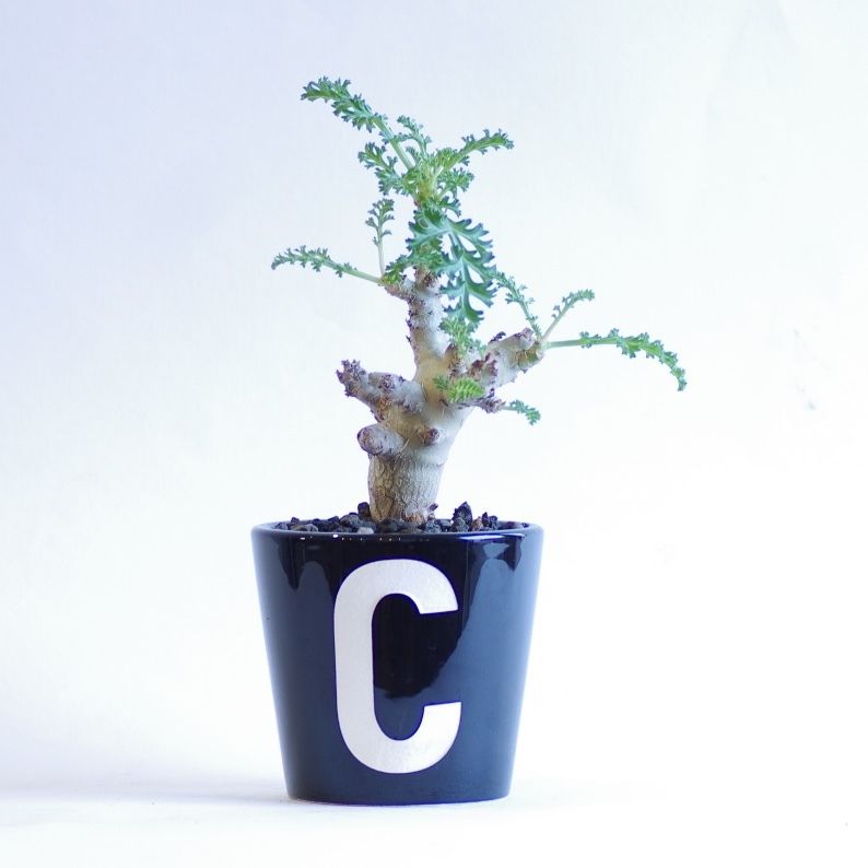 ペラルゴニウム　カルノーサム ペラルゴニウム カルノーサム 枯野葵 Pelargonium carnosum | inoka