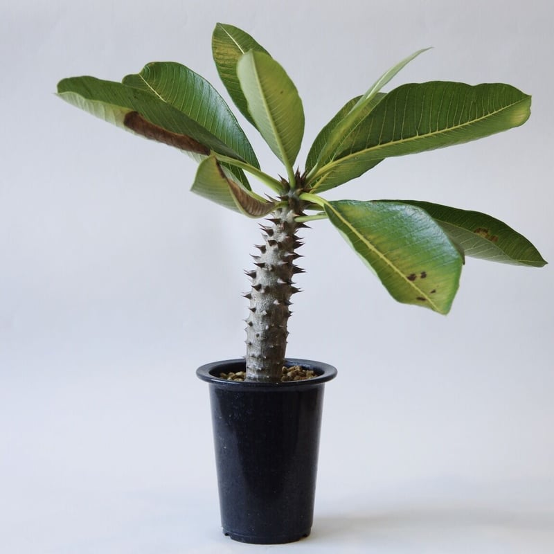 パキポディウム バロニー Pachypodium baronii fit=scale-down,w=1200