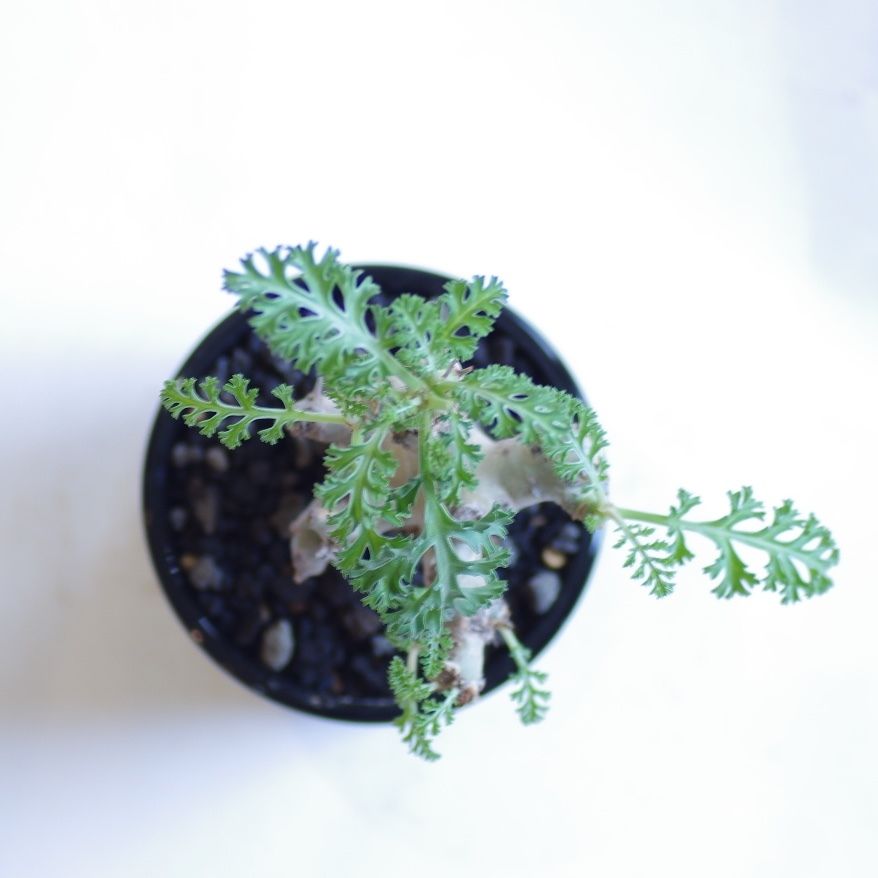 ペラルゴニウム カルノーサム 枯野葵 Pelargonium carnosum | inoka