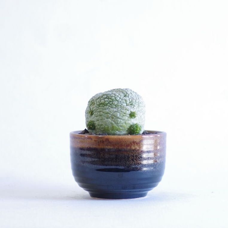 オベサ ・ プセウドリトス ミギウルティヌス 植物 × 鉢 】プセウドリトス ミギウルティヌス × Valiem GHOST