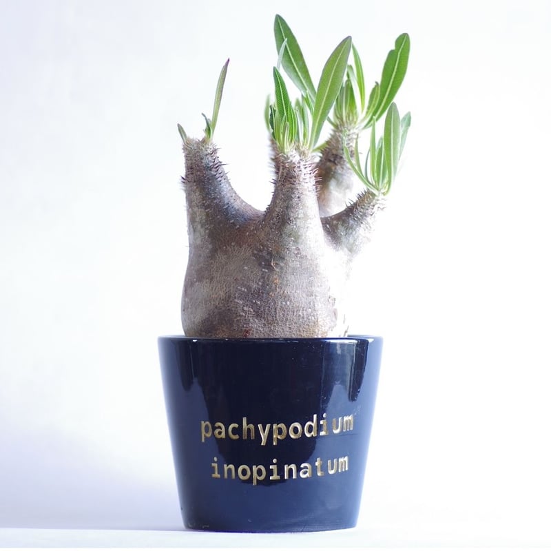 パキポディウム イノピナツム Pachypodium rosulatum var.inopin