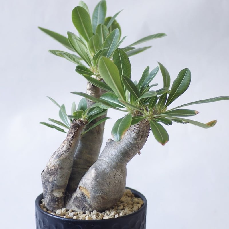 パキポディウム 不明種 Pachypodium 頭とばしたウィンゾリー🪴 冬の間LED管理でほぼ断水してても伸び