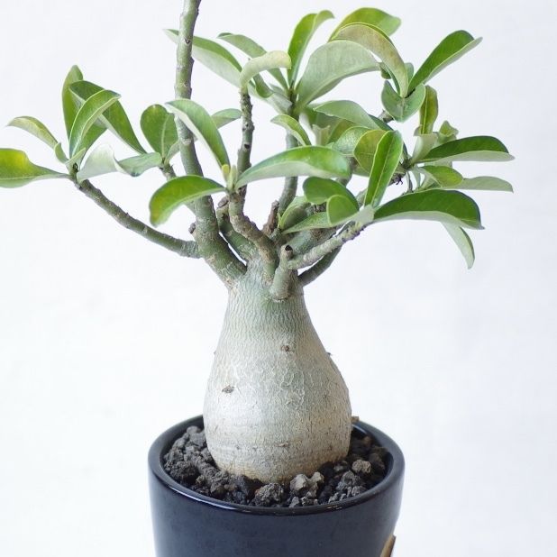 アデニウム オベスム Adenium obesum | inoka+kreha