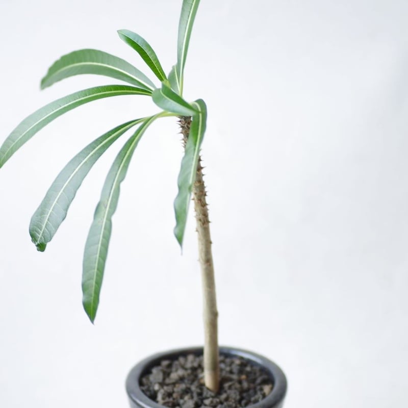パキポディウム ルテンベルギアナム Pachypodium rutenbergianum |