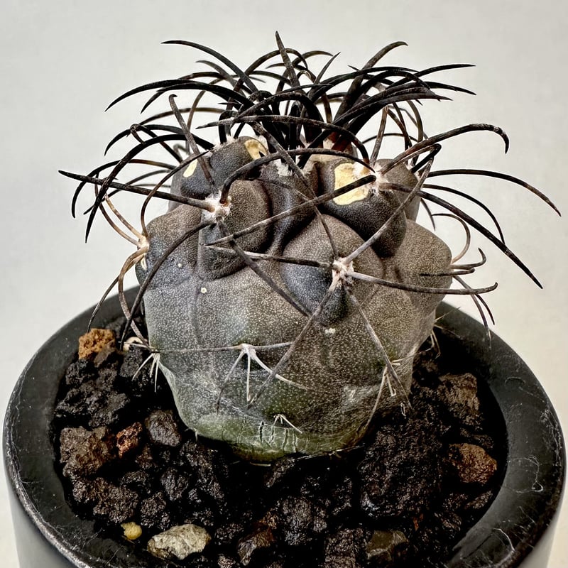 コピアポア グリセオビオラセア Copiapoa griseoviolacea | inoka