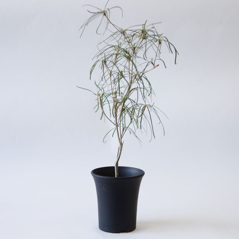 ユーフォルビアヘディオトイデス isla del pescado - Euphorbia hedyotoides-ユーフォルビア