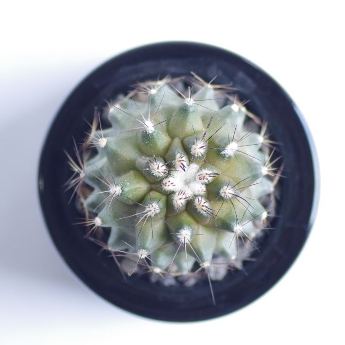 コピアポア マリチマ　Copiapoa maritima 群生株 fit=scale-down,w=1200