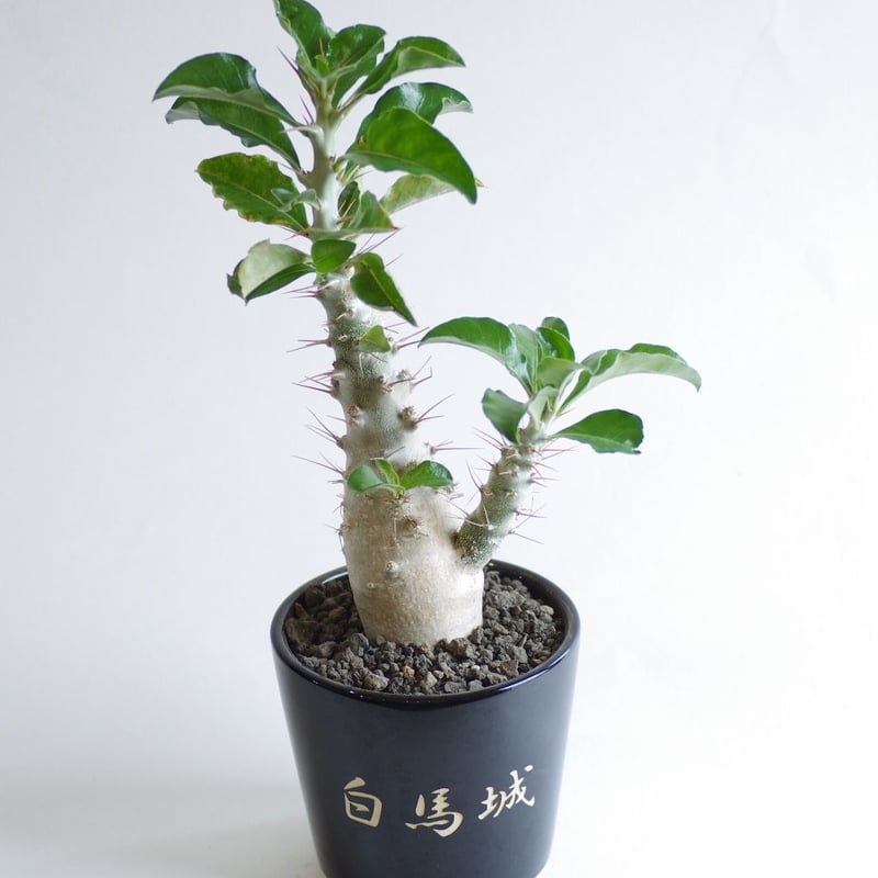 パキポディウム・サウンデルシー 白馬城 富士砂仕立・マットブラック和